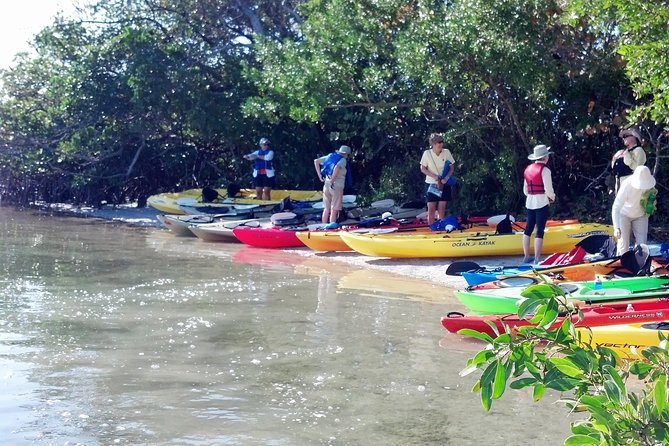 Sarasota Guided Mangrove Tunnel Kayak Tour - Wildlife Encounters and Best Times for Viewing