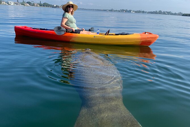 Sarasota Mangrove Tunnel Guided Kayak Adventure - Sarasota Mangrove Tunnel Guided Kayak Adventure: A Close-Up with Nature