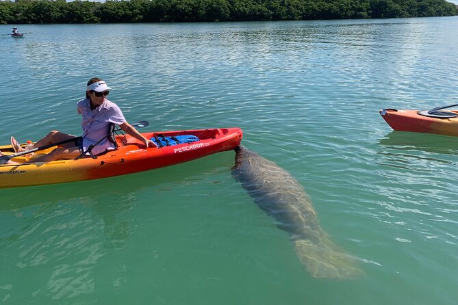 Sarasota Mangrove Tunnel Guided Kayak Adventure - Comparing to Similar Sarasota Tours