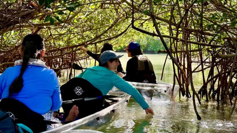 Sarasota: Siesta Key Clear Kayak Tour with Guide - Learning About Florida’s Wild Spaces and Conservation