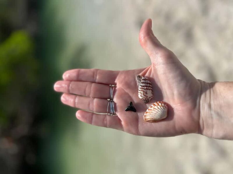 Sarasota: Siesta Key Clear Kayak Tour with Guide - Beach Break at Midnight Pass for Shell and Shark Tooth Hunting