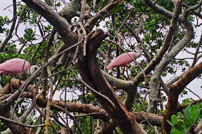 Sarasota Waterways Tour for All Ages - Wildlife Encounters: Dolphins, Manatees, and Birds