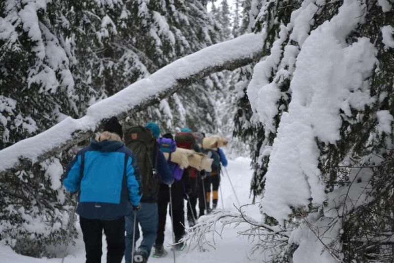 Särna: Fulufjället National Park Guided Hike with Lunch - Discovering Old Tjikko in Summer: The World’s Oldest Tree