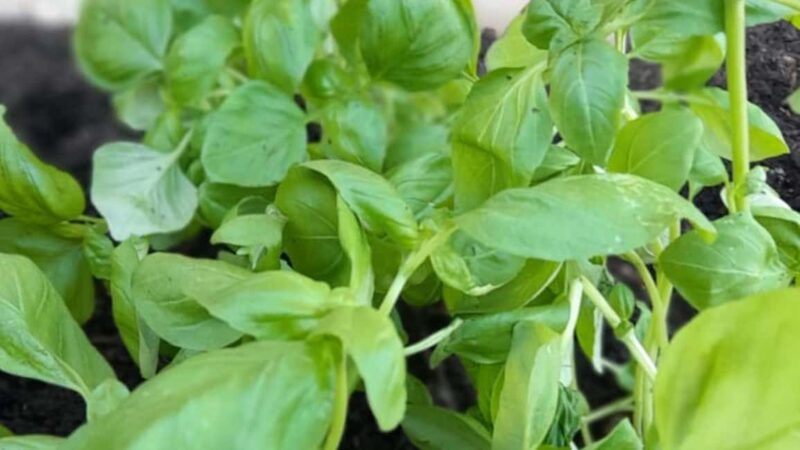 Sarzana: pesto experience at Sarzanello Fortress - Enjoying a Gourmet Picnic with Views and Fine Wine