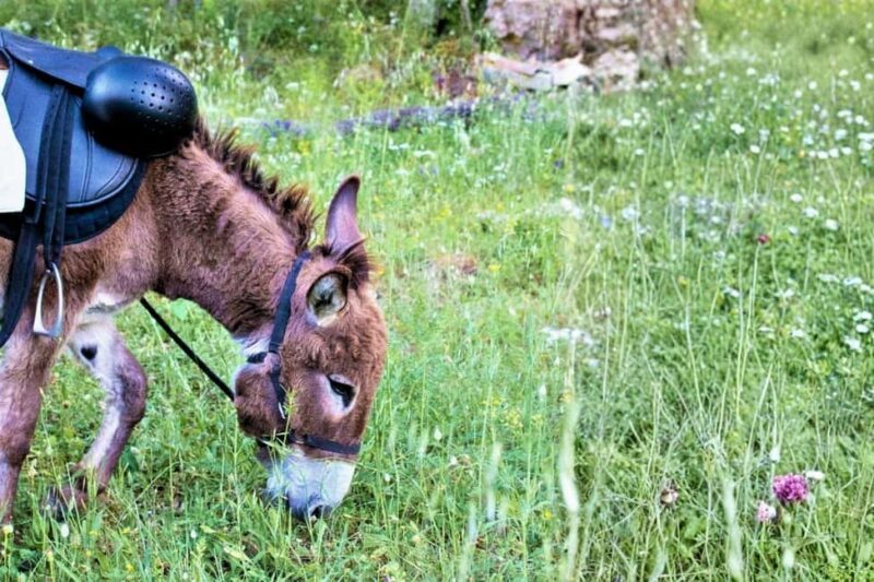Sassari: hiking with donkeys in Cargeghe and aperitif - Donkeys: Friendly Companions for All Ages