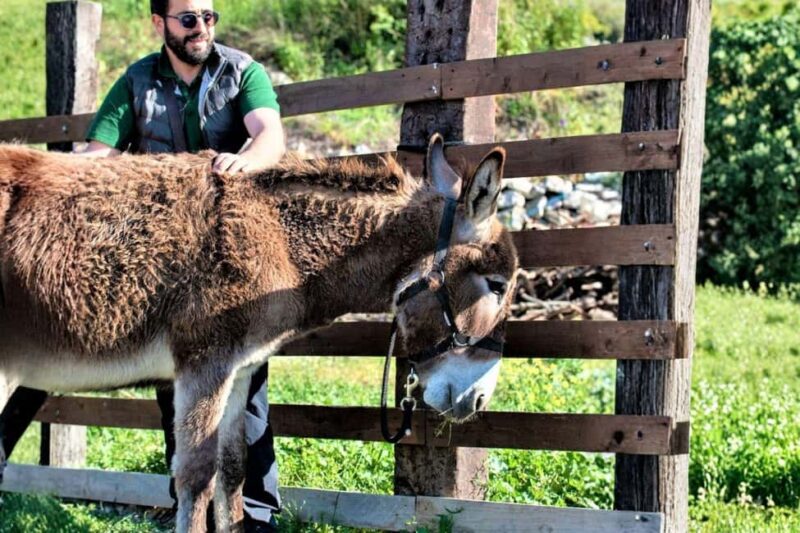 Sassari: hiking with donkeys in Cargeghe and aperitif - Weather and Potential Changes to the Itinerary