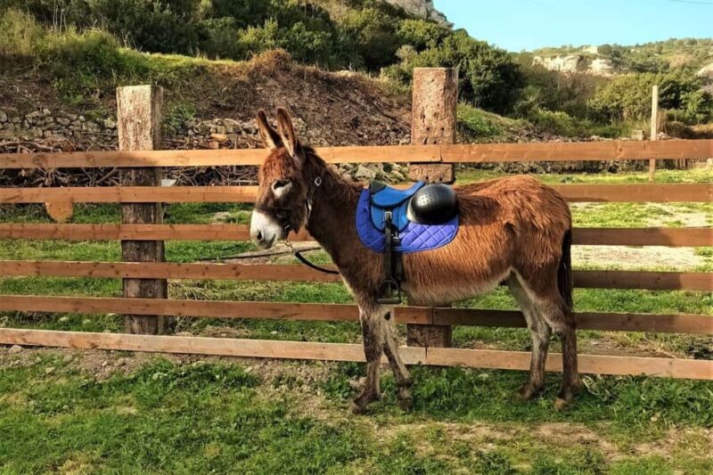 Sassari: hiking with donkeys in Cargeghe and aperitif - Additional Practical Information