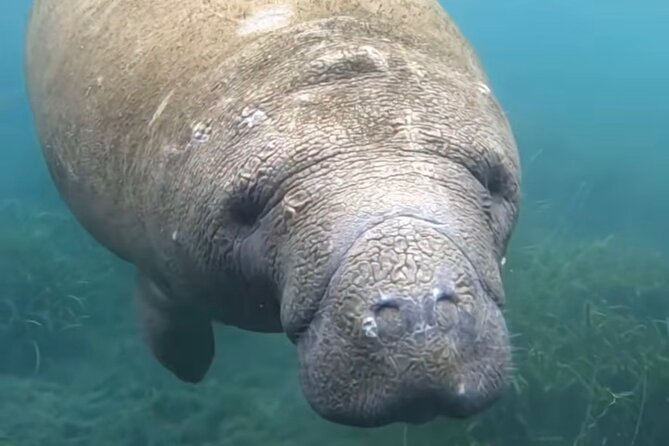 Sassy Silver Springs Kayak and Paddle Rental - Start Point at Silver Springs State Park in Orlando