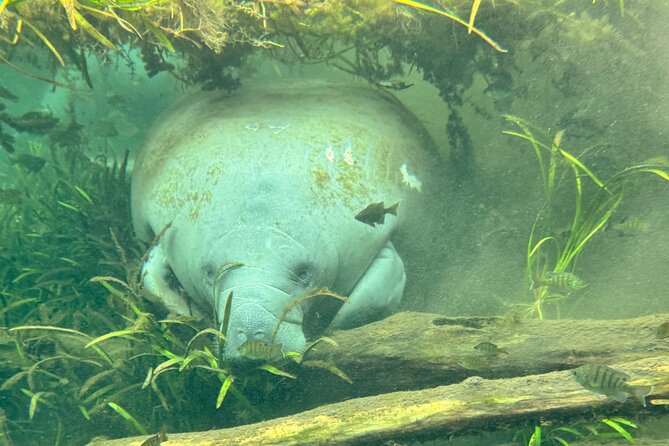 Sassy Silver Springs Kayak and Paddle Rental - Why This Tour Stands Out in Orlando