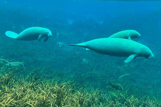 Sassys Silver Springs Kayak and Paddleboard Tours - Physical Requirements and Accessibility