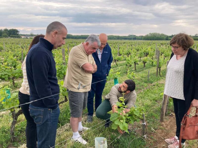 Sauternes: discover the vineyards by E-bike in total privacy - Visiting a Premier Cru Classé Château for Deeper Insights