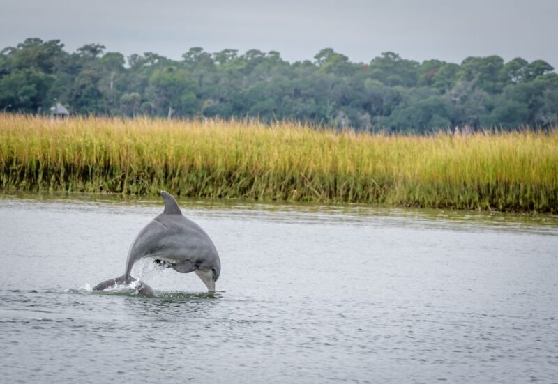 Savannah: Dolphin Spotting and Wildlife Eco Cruise - Expert Guides Bring the Ecosystem to Life