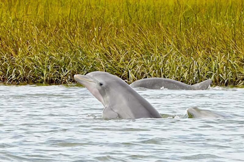 Savannah: Dolphin Spotting Eco Tour with Experienced Captain - Key Points