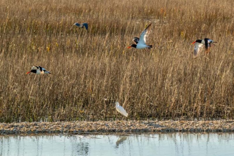 Savannah: Dolphin Spotting Eco Tour with Experienced Captain - Scenic Views of the Atlantic Intracoastal Waterway