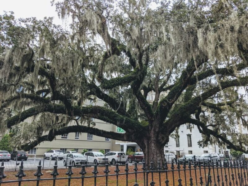 Savannah: Historic District, Islands & more VIP Private Tour - Practical Details and Logistics of the Tour