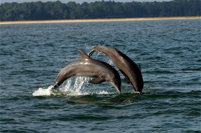 Savannah Sunset Dolphin Eco Tour - The Beauty of the Savannah Coastline and Historic Landmarks