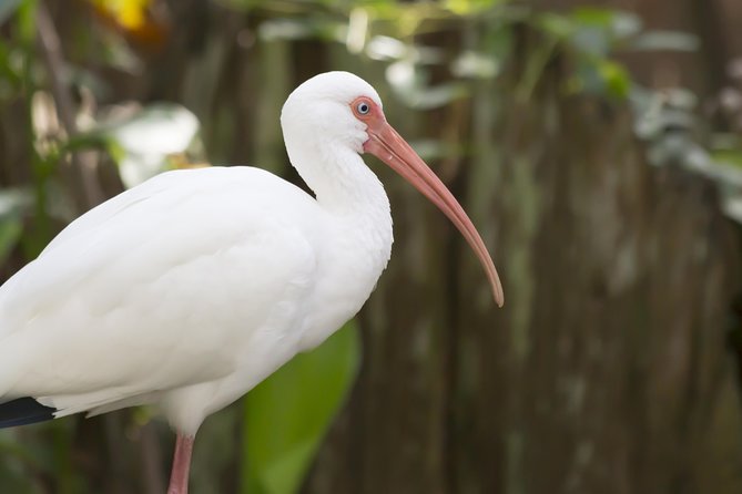 Savannah to Tybee Island with Dolphin Cruise - Discover Tybee Island with a Relaxed Day Trip from Savannah