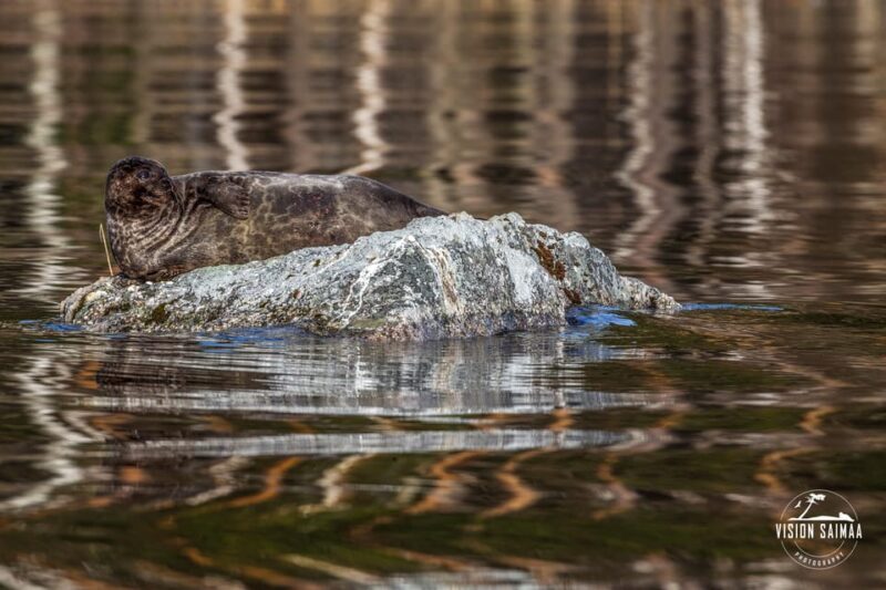 Savonlinna: Evening Photography Tour on lake Saimaa - Wildlife Observation Without Disturbance