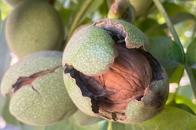 Savor the SYV Farm Experience Cattle Ranch to Olive Grove Picnic - Walnut Harvesting at Ballard with Tasting