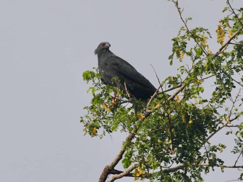 Sayulita: Rancho Verde Birdwatching Tour for Beginners - Timing and Group Options