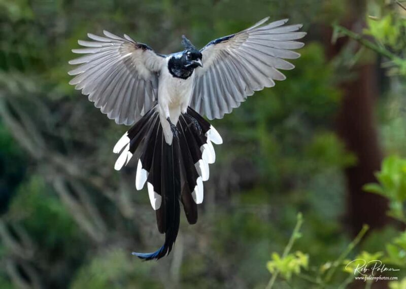 Sayulita: Rancho Verde Birdwatching Tour for Beginners - Suitable Audiences and Limitations