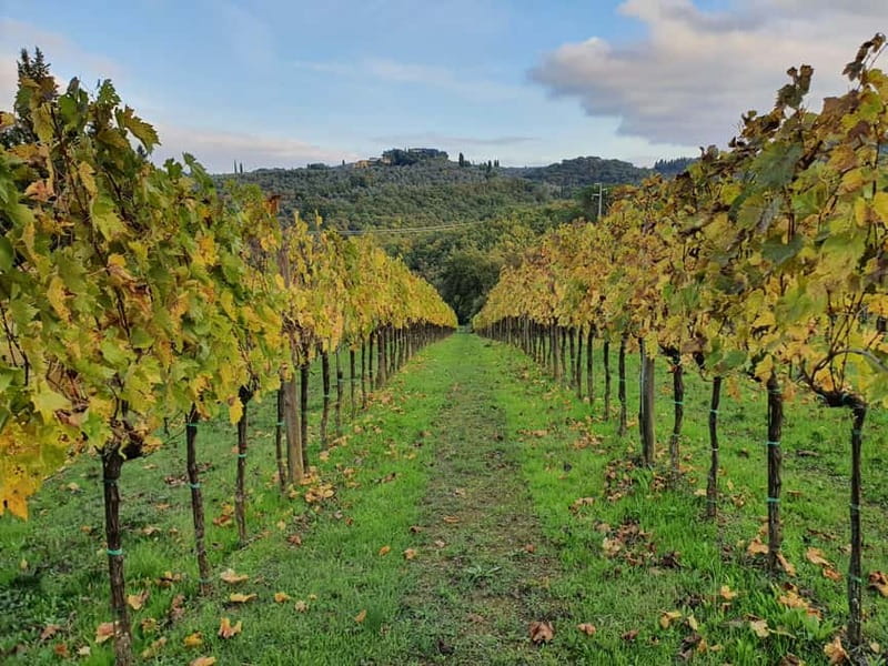 Scandicci: Bellavista Wine Tasting Experience - Experience the Heart of Tuscany with Bellavista Wine Tasting