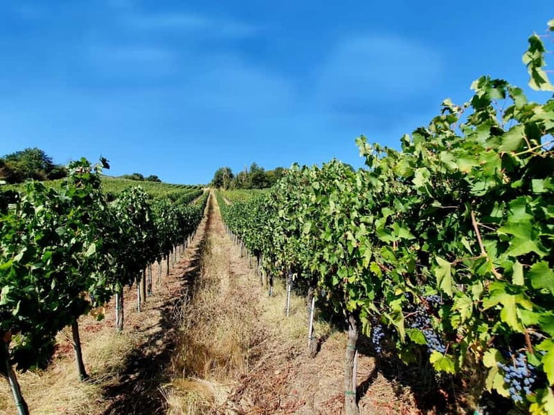 Scandicci: Bellavista Wine Tasting Experience - Key Points