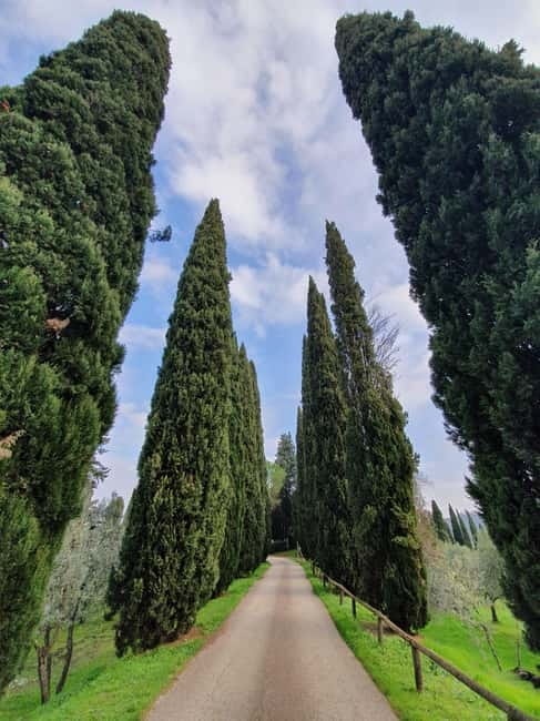 Scandicci: Bellavista Wine Tasting Experience - An Exclusive Look at the Cellar and Vinsanto Production