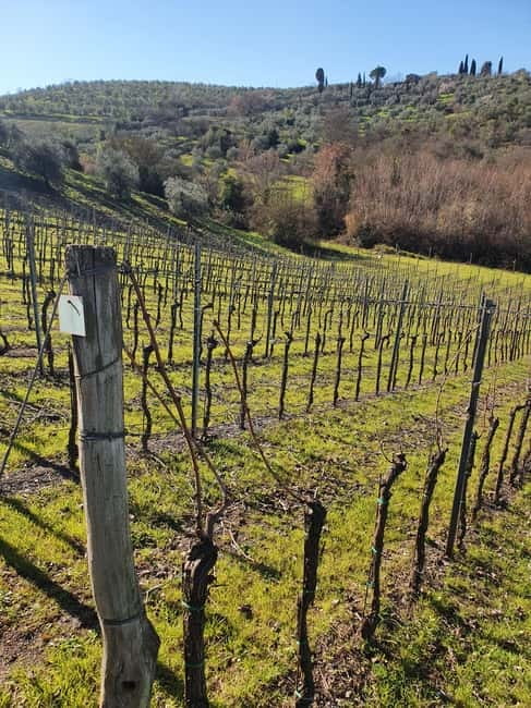 Scandicci: Bellavista Wine Tasting Experience - Tasting Four Fine Wines with Expert Guidance