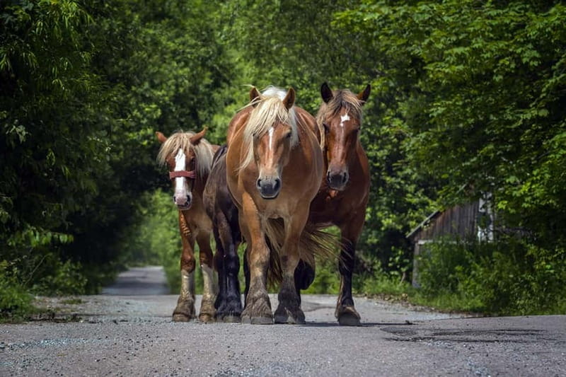 Scarisoara-World greatest Ice cave: one day tour from Oradea - Visiting the Caves and Village of Casa de Piatra