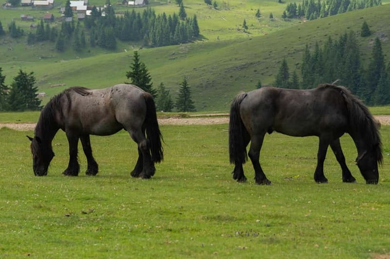 Scarisoara-World greatest Ice cave: one day tour from Oradea - Logistics: Transportation and Group Details