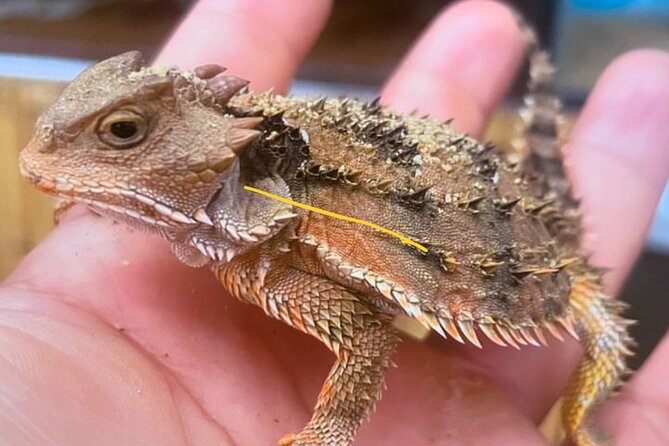 Scenic Cable Car Ride to the Citys Hidden Volcano - The Night Hike and Natural Area in Iztapalapa