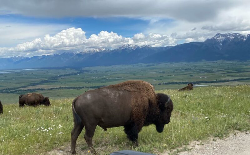 Scenic Driving Tour Flathead Lake and Bison Range - Logistics: Transportation, Group Size, and Accessibility