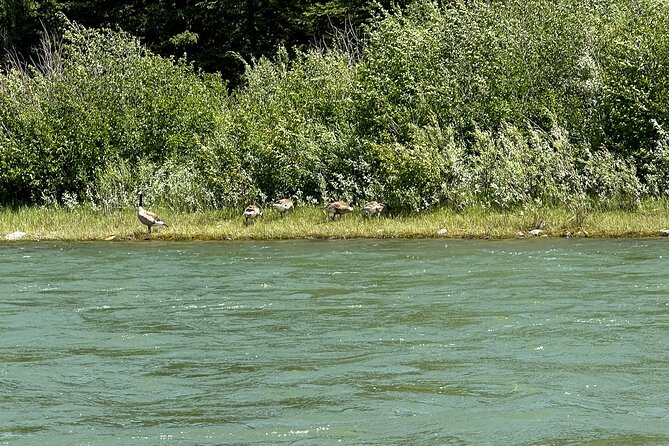 Scenic Float Trip on the Snake River in Grand Teton National Park - Practical Tips for Participants