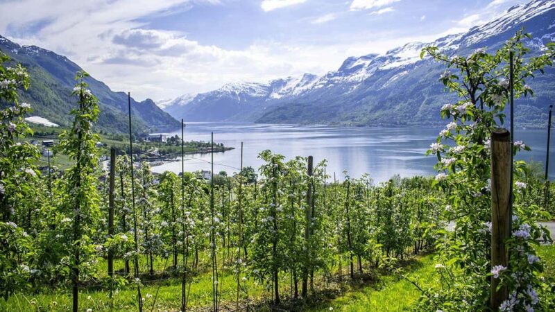 Scenic Hardanger Fjord with Waterfalls, Farm Garden & Lunch - Photo Stop in Mundheim