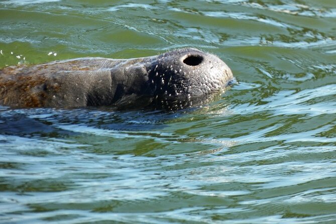 Scenic Mangrove Tunnel Paddle Tour  New Smyrna Beach - Key Points