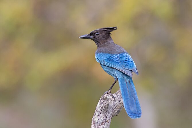 Scenic Pikes Peak Highway Self-Guided Driving Audio Tour - Crystal Creek Reservoir and Water Supply Insights