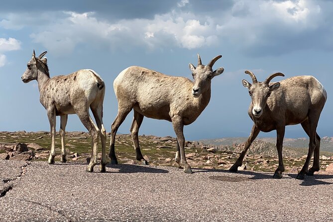 Scenic Tour of the Pikes Peak Highway - Frequently Asked Questions