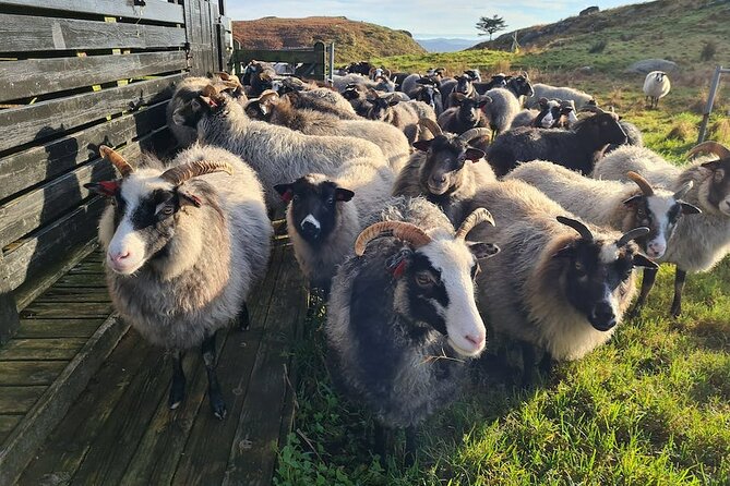 Scenic tour to Steinsfjellet, locals at Kringsjå & Rising Tide - Value and Overall Impression