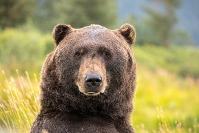 Scenic Tour to Wildlife Center from Anchorage - Key Points