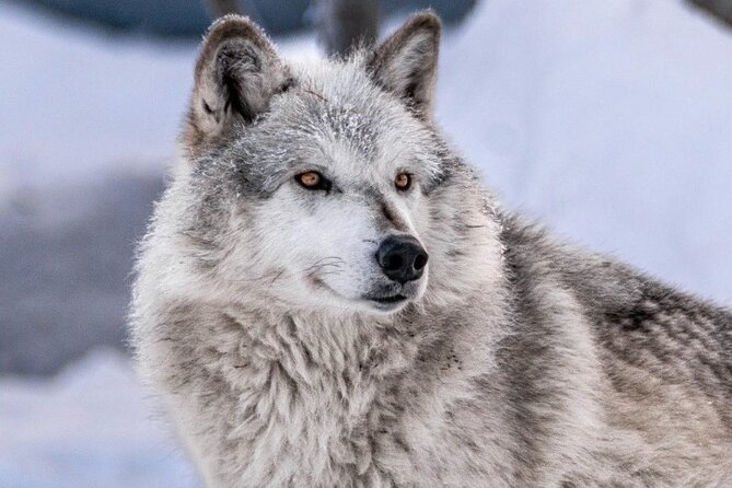 Scenic Tour to Wildlife Center from Anchorage - Flexible Stops and Scenic Photo Opportunities