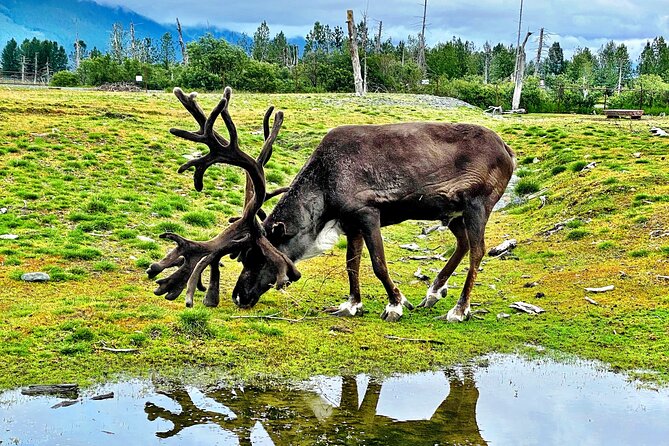 Scenic Tour to Wildlife Center from Anchorage - The Wildlife Center: A Sanctuary with a Mission