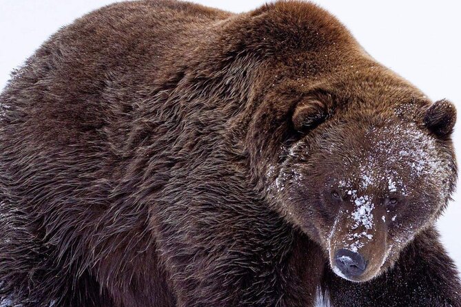 Scenic Tour to Wildlife Center from Anchorage - Why This Tour Offers Excellent Value