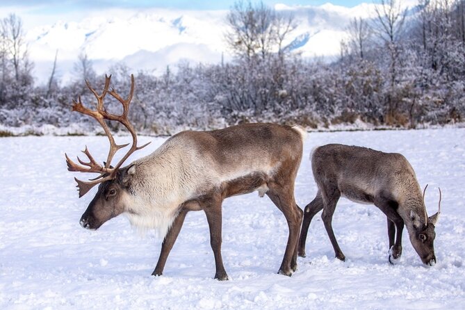 Scenic Tour to Wildlife Center from Anchorage - Who Will Enjoy This Tour