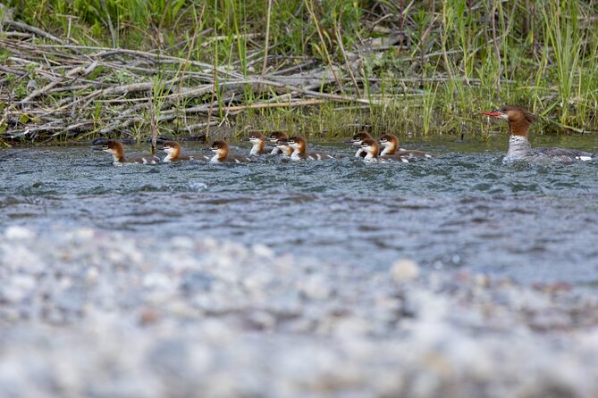 Scenic Wildlife Float Trip with Teton Views - The Scenic Beauty of Jackson Hole and the Tetons