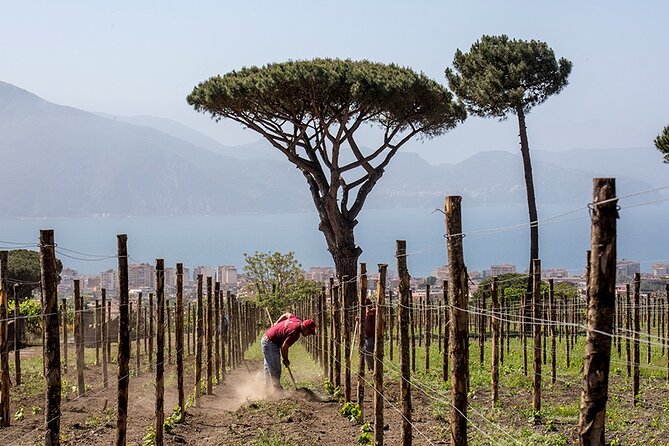 Scenic Wine Tasting & Lunch on the Slopes of Vesuvius from Naples - The Experience of Guides and Staff