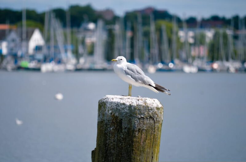 Schleswig: Highlights tour (cathedral, old town, Holm, city harbor) - Flexibility and Booking Options