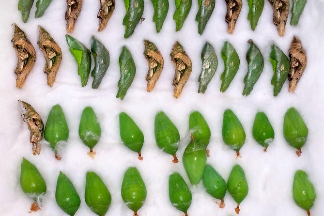 Schmetterlinghaus - Imperial Butterfly House Vienna Admission Ticket - Practical Tips for Visiting the Butterfly House