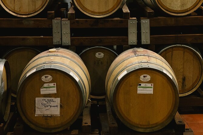 Scoprire la Vera Tintilia del Molise, Autentico ed Eccellenso - Vineyard Walk and Explanation of the Winemaking Cycle