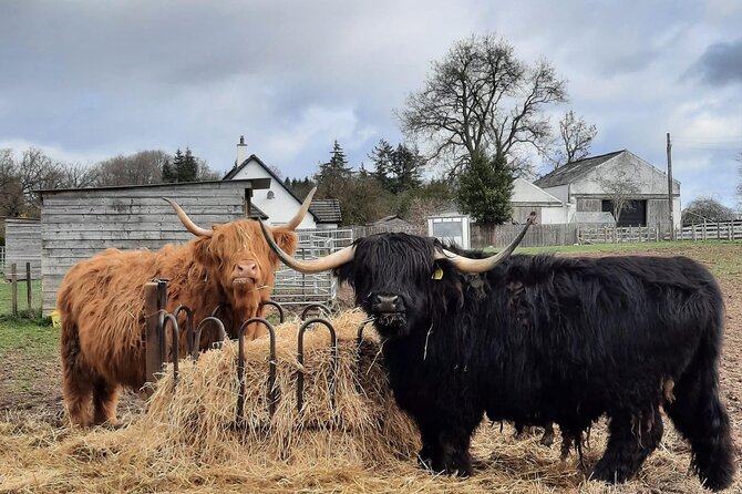 Scottish Whisky & Ancient Urquhart Castle & Loch Ness from port - Invergordon Departure and Hassle-Free Transfers